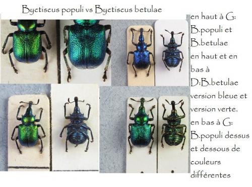 Byctiscus divers